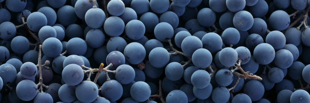Monastrell